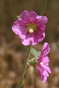 Bristly Hollyhock
